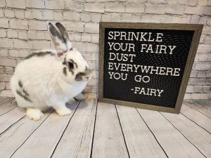 Fairy, Adult Female Bunny Rabbit