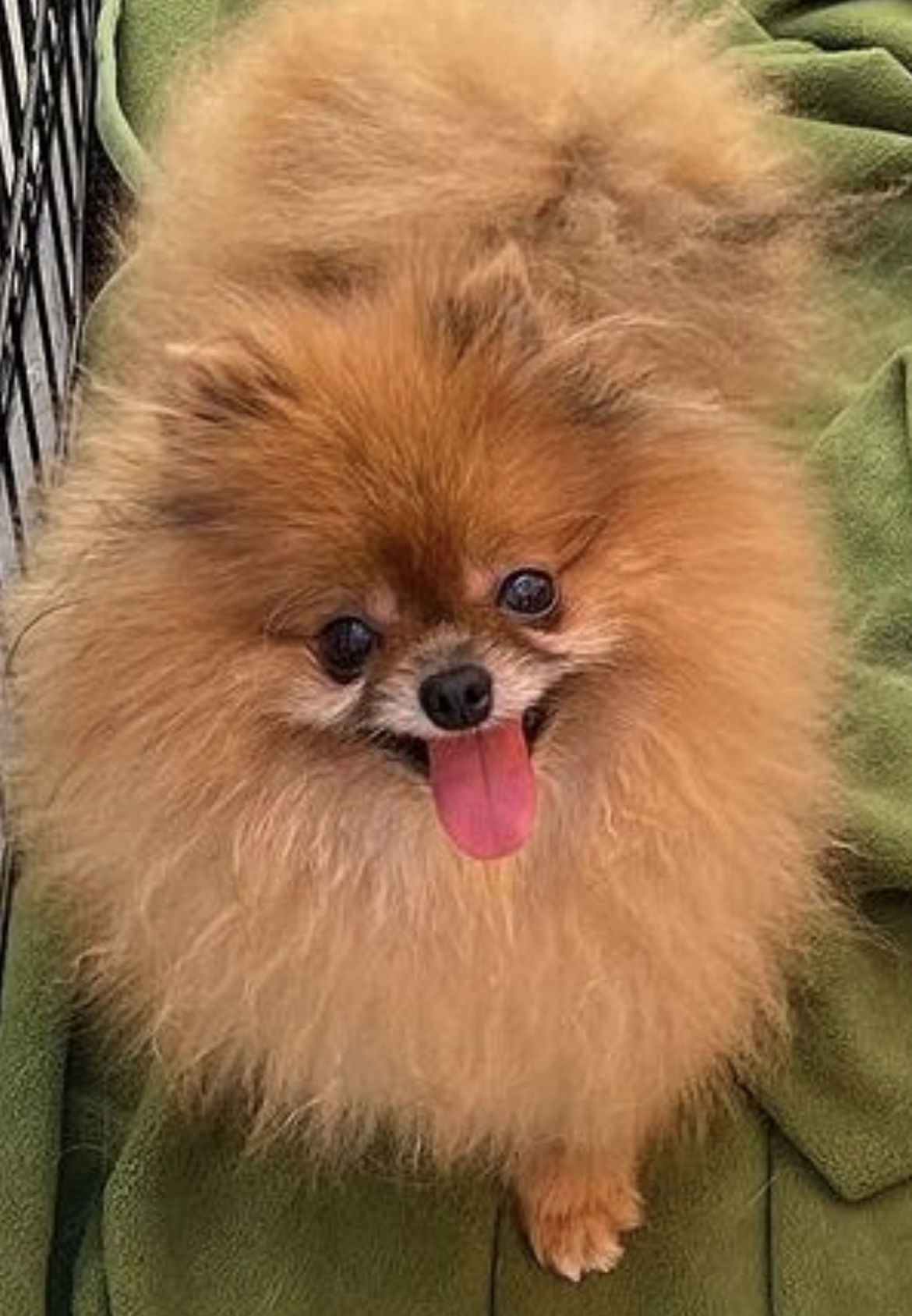 Linzer, an adoptable Pomeranian in Irvine, CA, 92604 | Photo Image 1
