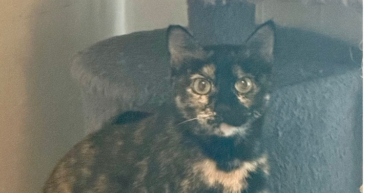 Twinkles, an adoptable Domestic Short Hair in Bellevue, NE, 68005 | Photo Image 1