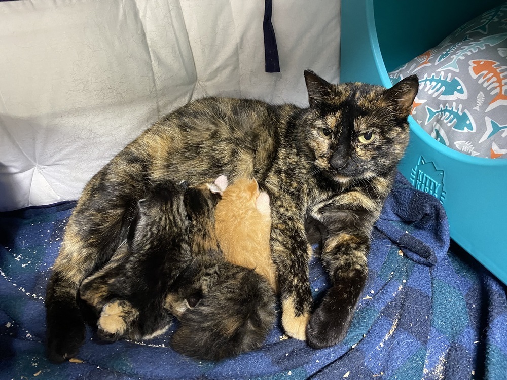 Twinkles, an adoptable Domestic Short Hair in Bellevue, NE, 68005 | Photo Image 2