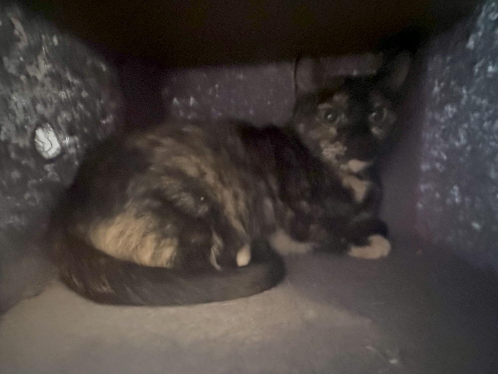 Twinkles, an adoptable Domestic Short Hair in Bellevue, NE, 68005 | Photo Image 3