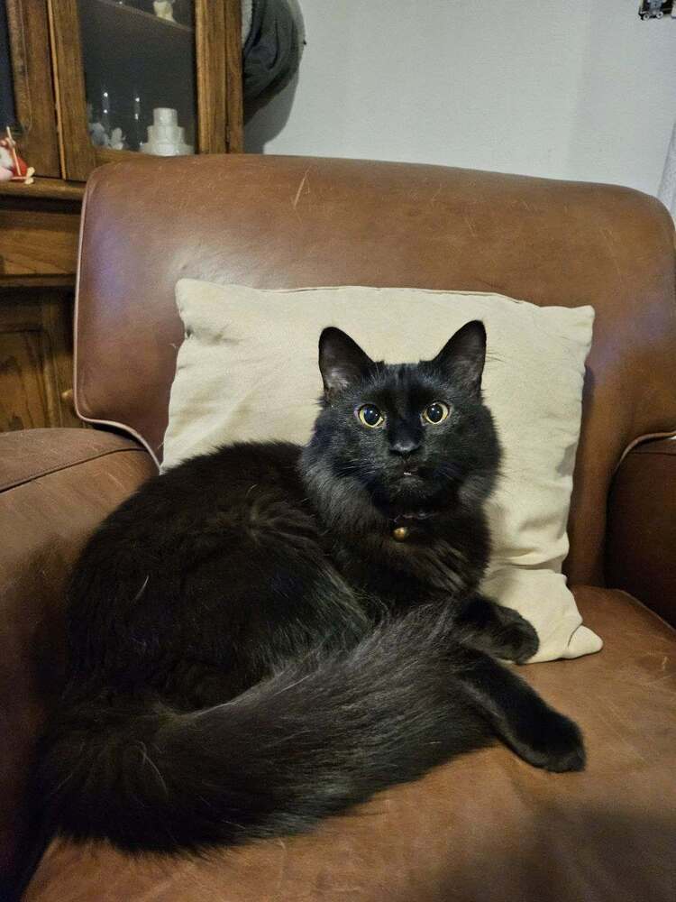 Ox, an adoptable Domestic Short Hair in Bellevue, NE, 68005 | Photo Image 1