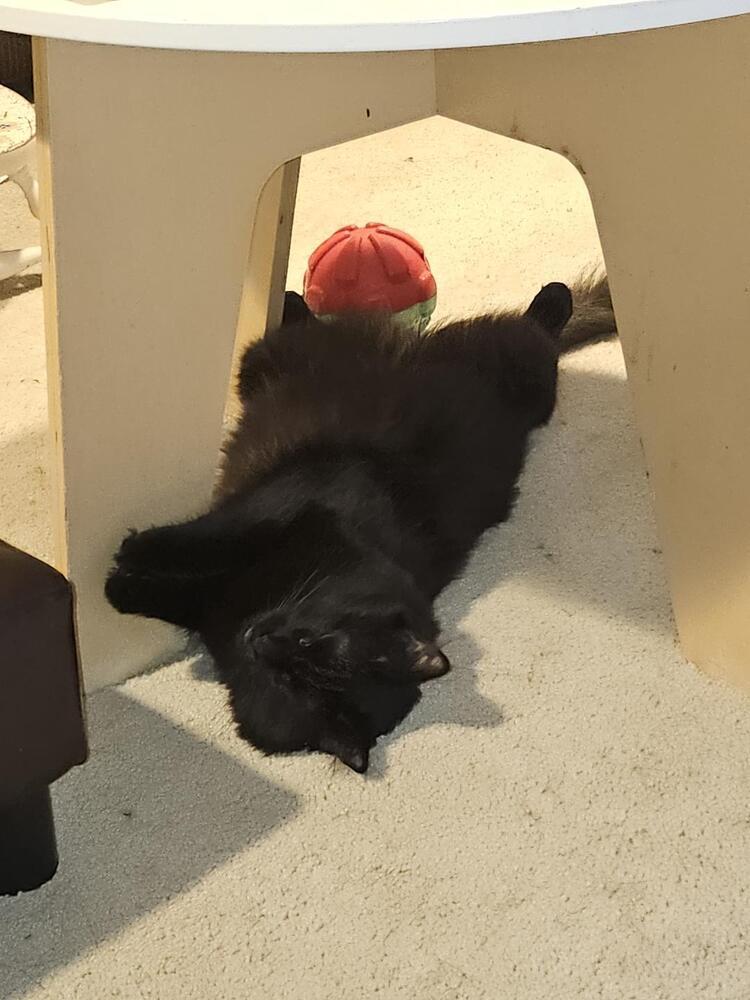 Ox, an adoptable Domestic Short Hair in Bellevue, NE, 68005 | Photo Image 2