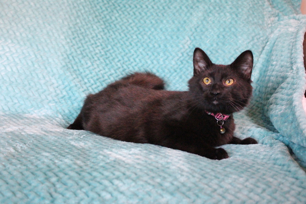 Ox, an adoptable Domestic Short Hair in Bellevue, NE, 68005 | Photo Image 3