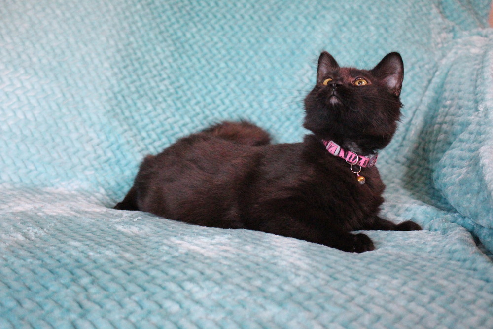 Ox, an adoptable Domestic Short Hair in Bellevue, NE, 68005 | Photo Image 4