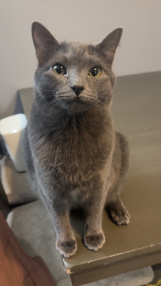 Bluebell, an adoptable Domestic Short Hair in Bellevue, NE, 68005 | Photo Image 1