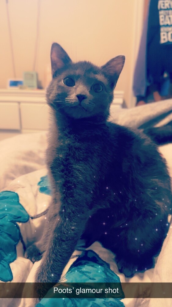 Bluebell, an adoptable Domestic Short Hair in Bellevue, NE, 68005 | Photo Image 3