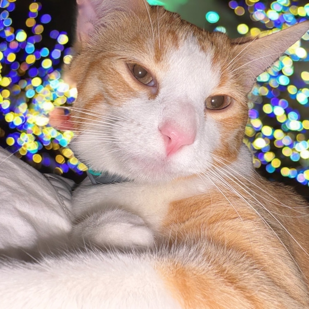 Loyd, an adoptable Domestic Short Hair in Bellevue, NE, 68005 | Photo Image 3