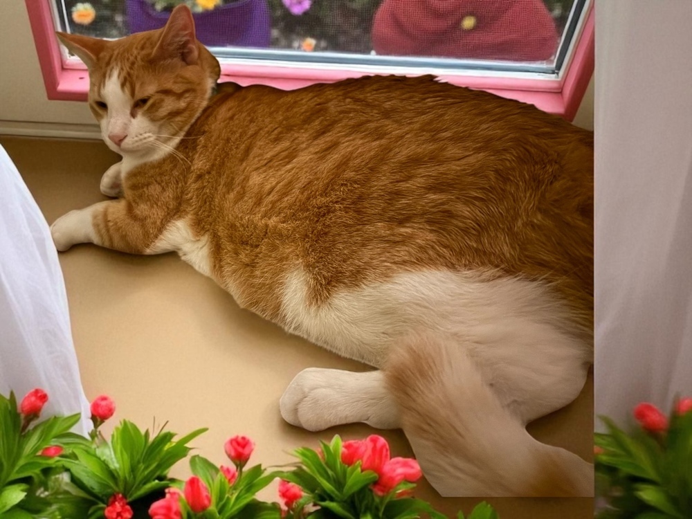 Loyd, an adoptable Domestic Short Hair in Bellevue, NE, 68005 | Photo Image 4