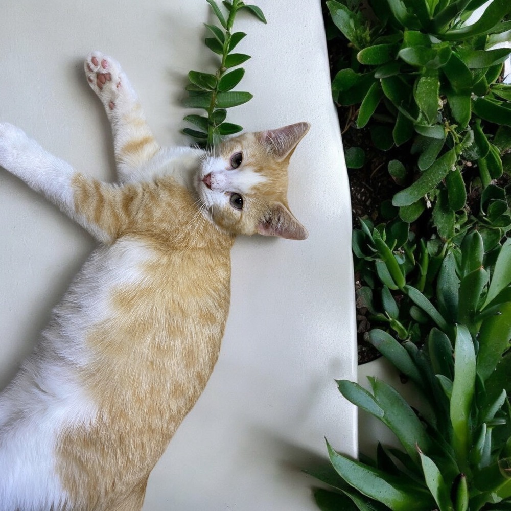 Loyd, an adoptable Domestic Short Hair in Bellevue, NE, 68005 | Photo Image 5