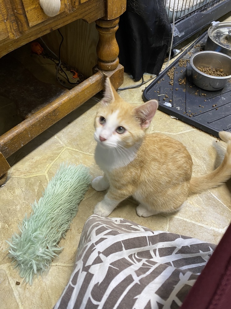 Loyd, an adoptable Domestic Short Hair in Bellevue, NE, 68005 | Photo Image 6