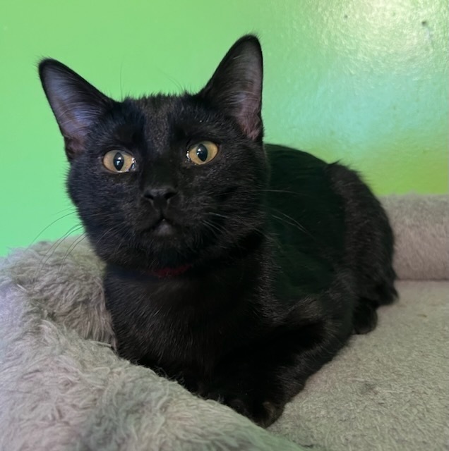 Silly Billy, an adoptable Domestic Short Hair in Bellevue, NE, 68005 | Photo Image 1