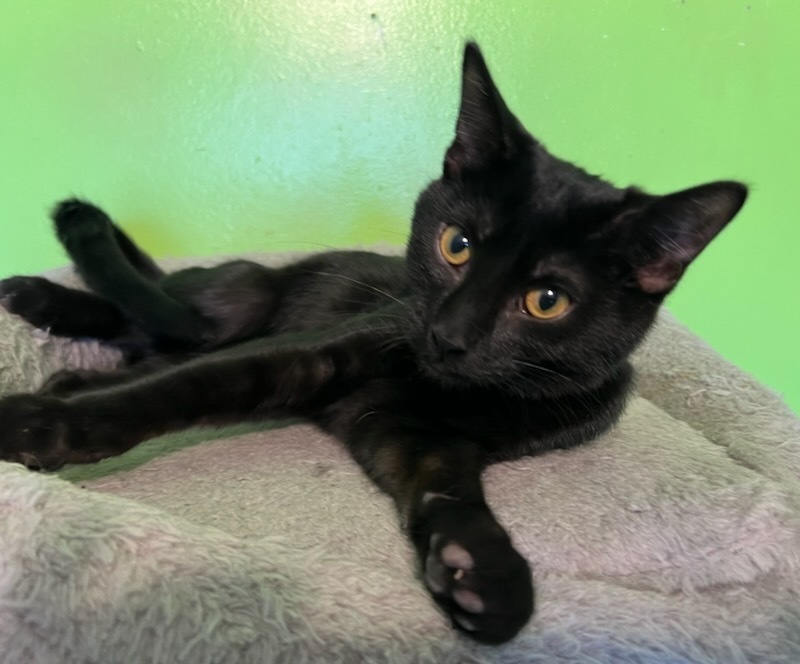 Silly Billy, an adoptable Domestic Short Hair in Bellevue, NE, 68005 | Photo Image 2