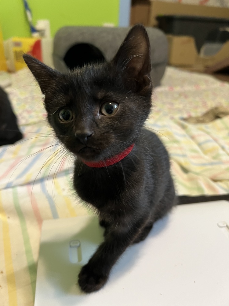 Silly Billy, an adoptable Domestic Short Hair in Bellevue, NE, 68005 | Photo Image 3