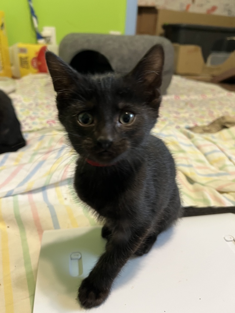 Silly Billy, an adoptable Domestic Short Hair in Bellevue, NE, 68005 | Photo Image 4