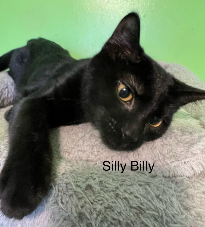 Silly Billy 5