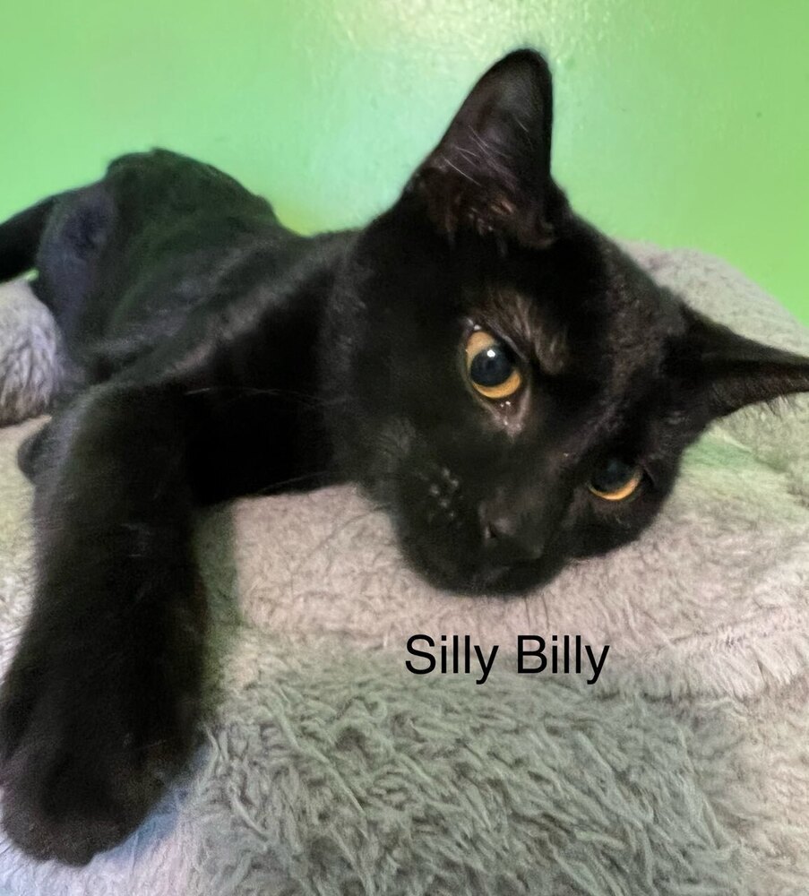 Silly Billy, an adoptable Domestic Short Hair in Bellevue, NE, 68005 | Photo Image 5