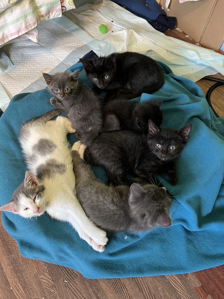 Silly Billy, an adoptable Domestic Short Hair in Bellevue, NE, 68005 | Photo Image 6