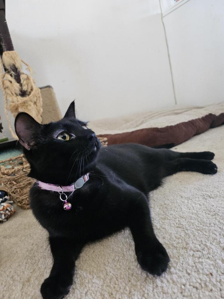 Snake, an adoptable Domestic Short Hair in Bellevue, NE, 68005 | Photo Image 1