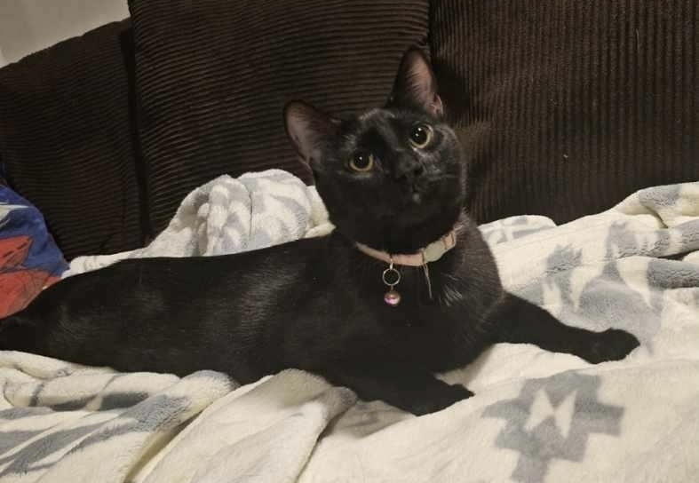 Snake, an adoptable Domestic Short Hair in Bellevue, NE, 68005 | Photo Image 2