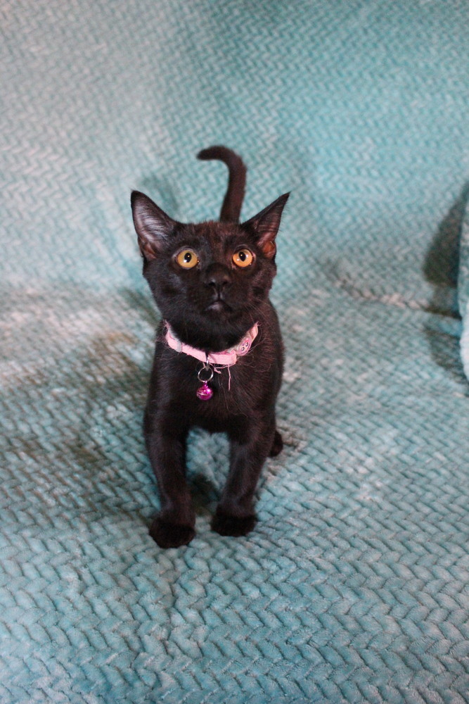 Snake, an adoptable Domestic Short Hair in Bellevue, NE, 68005 | Photo Image 3