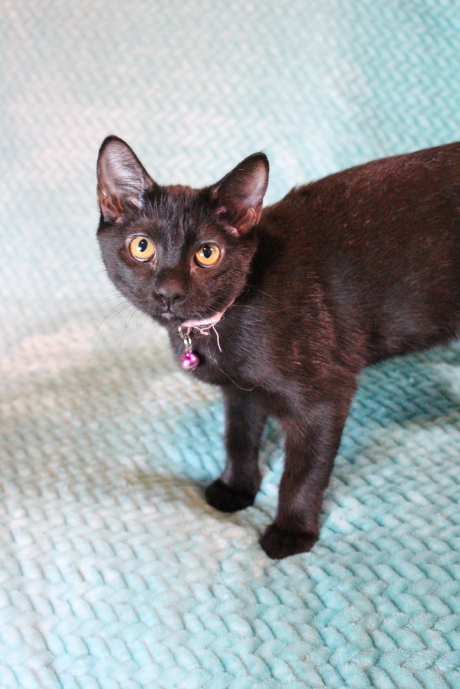 Snake, an adoptable Domestic Short Hair in Bellevue, NE, 68005 | Photo Image 4