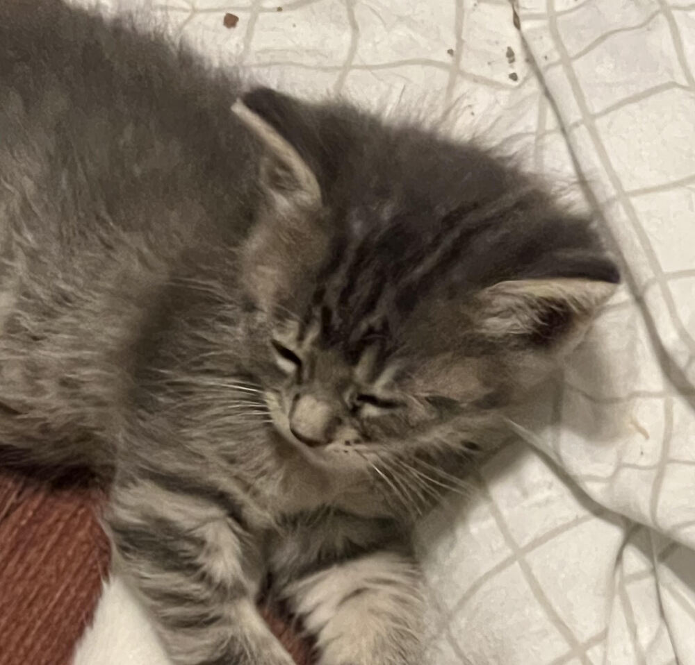 Gum Drop, an adoptable Domestic Short Hair in Bellevue, NE, 68005 | Photo Image 2