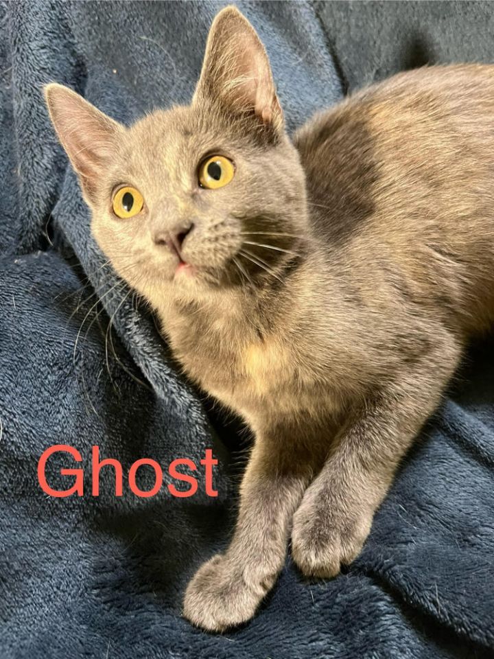 Ghost 2