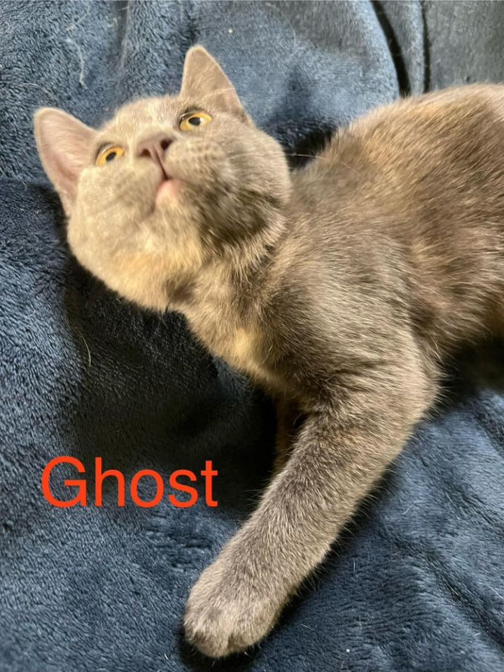 Ghost 3