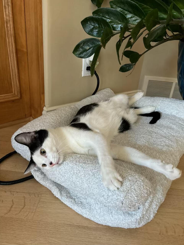 Soba, an adoptable Domestic Short Hair in Bellevue, NE, 68005 | Photo Image 2