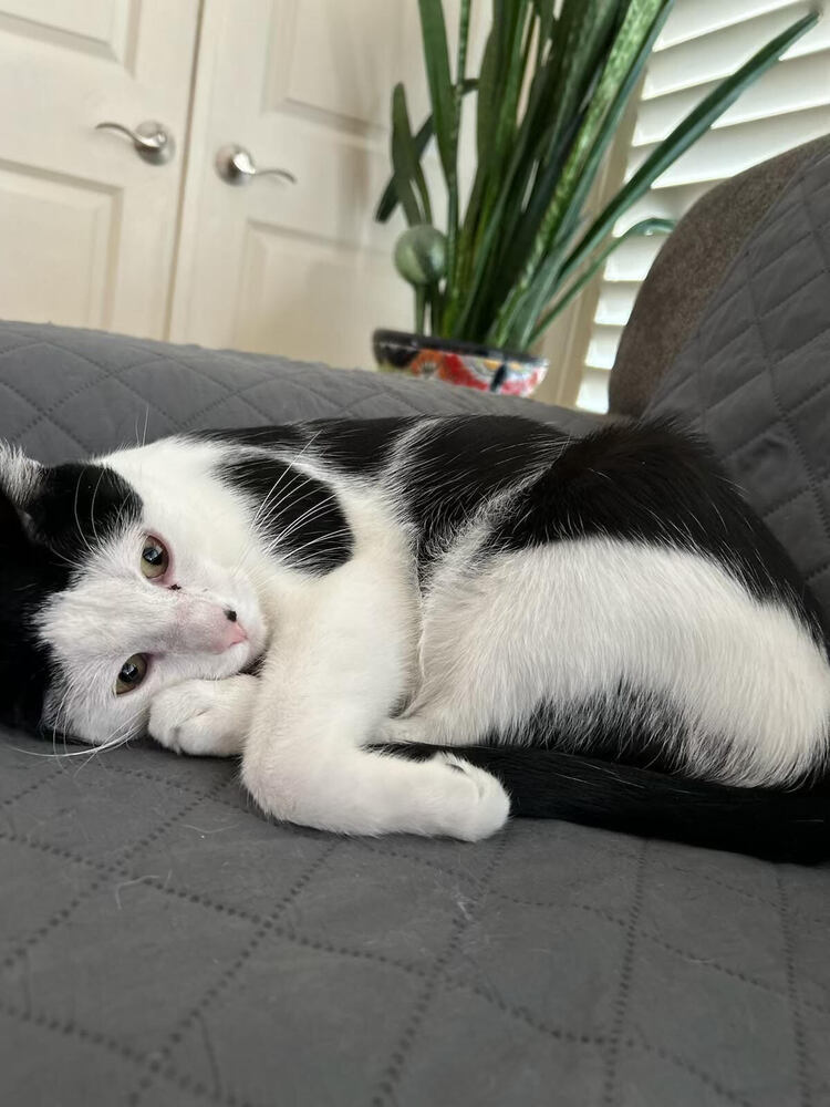 Soba, an adoptable Domestic Short Hair in Bellevue, NE, 68005 | Photo Image 4