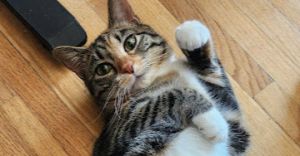 Ursa, Baby Female Domestic Short Hair