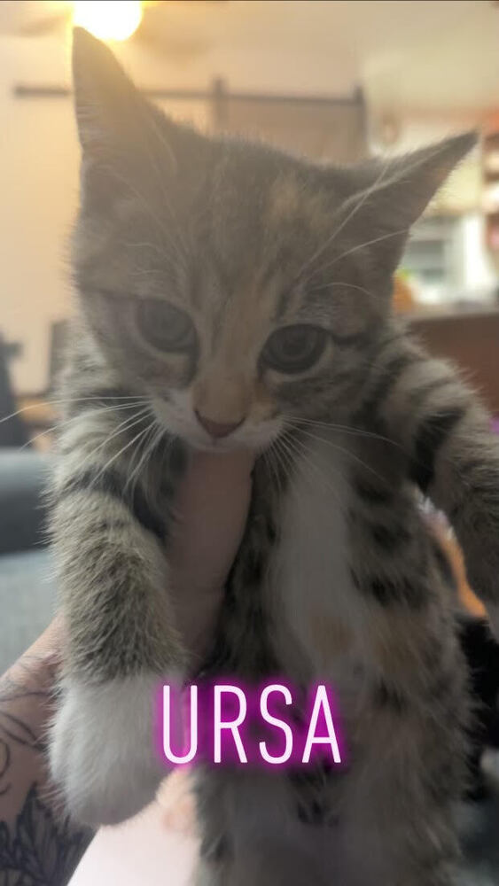 Ursa, an adoptable Domestic Short Hair in Bellevue, NE, 68005 | Photo Image 3