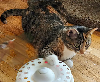 Ursa, an adoptable Domestic Short Hair in Bellevue, NE, 68005 | Photo Image 4