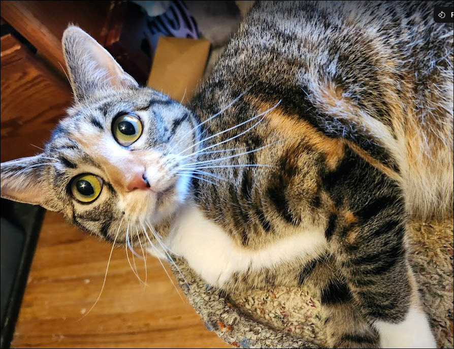 Ursa, an adoptable Domestic Short Hair in Bellevue, NE, 68005 | Photo Image 5