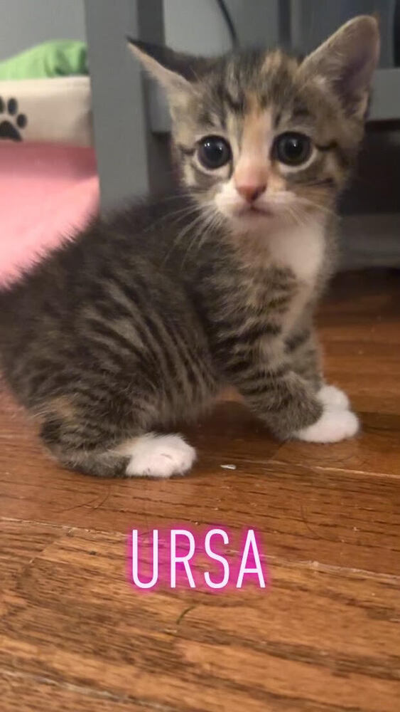 Ursa, an adoptable Domestic Short Hair in Bellevue, NE, 68005 | Photo Image 6