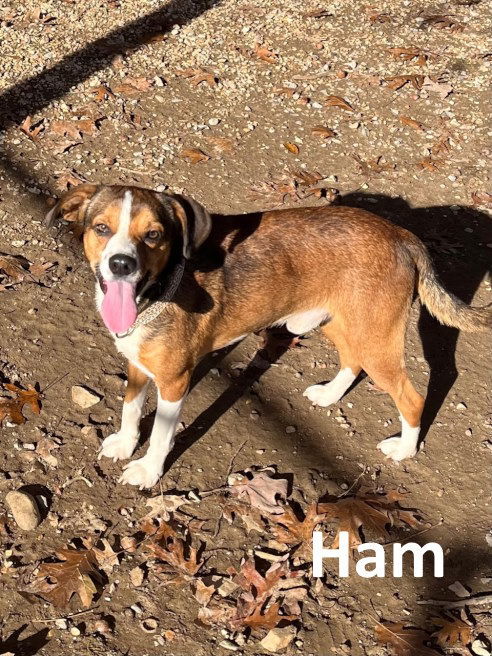 Ham