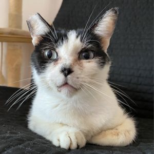 Sylvester is a sweet gentle boy who likes every person and cat he meets He chi