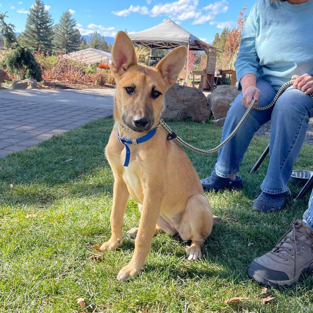 31544 Harlow, an adoptable Shepherd, Mixed Breed in Bend, OR, 97702 | Photo Image 1