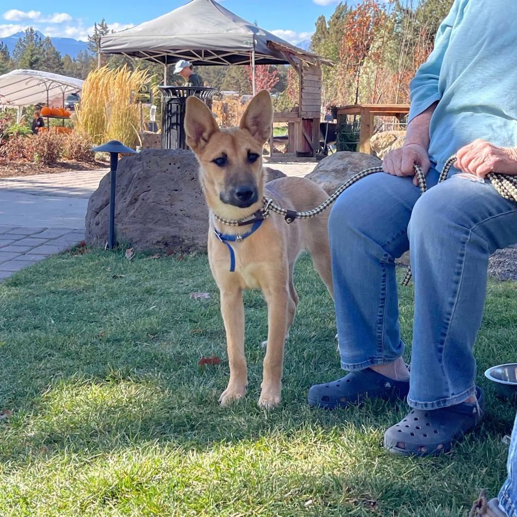 31544 Harlow, an adoptable Shepherd, Mixed Breed in Bend, OR, 97702 | Photo Image 2