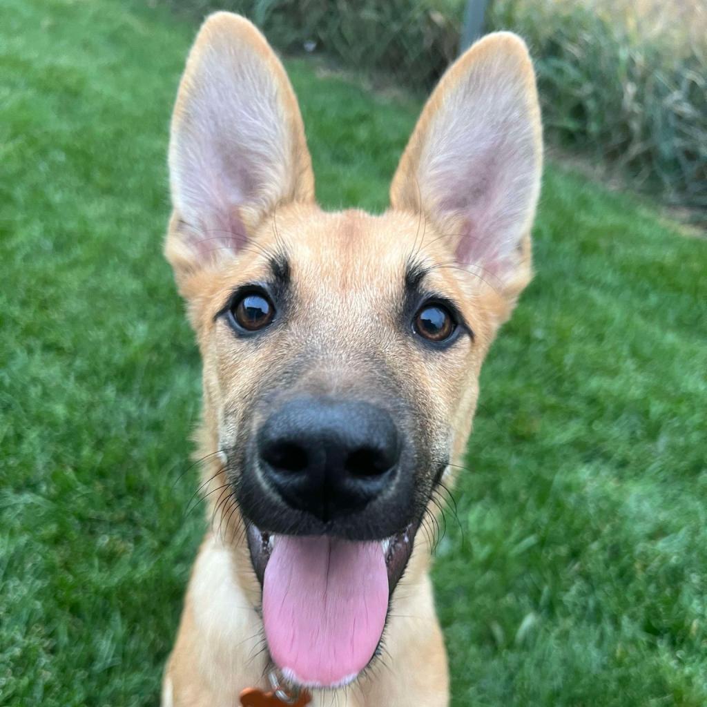 31544 Harlow, an adoptable Shepherd, Mixed Breed in Bend, OR, 97702 | Photo Image 3