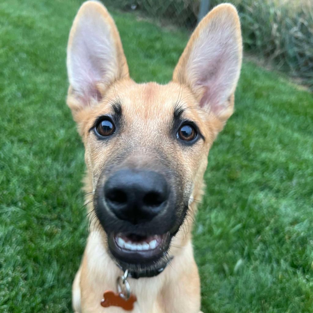 31544 Harlow, an adoptable Shepherd, Mixed Breed in Bend, OR, 97702 | Photo Image 4