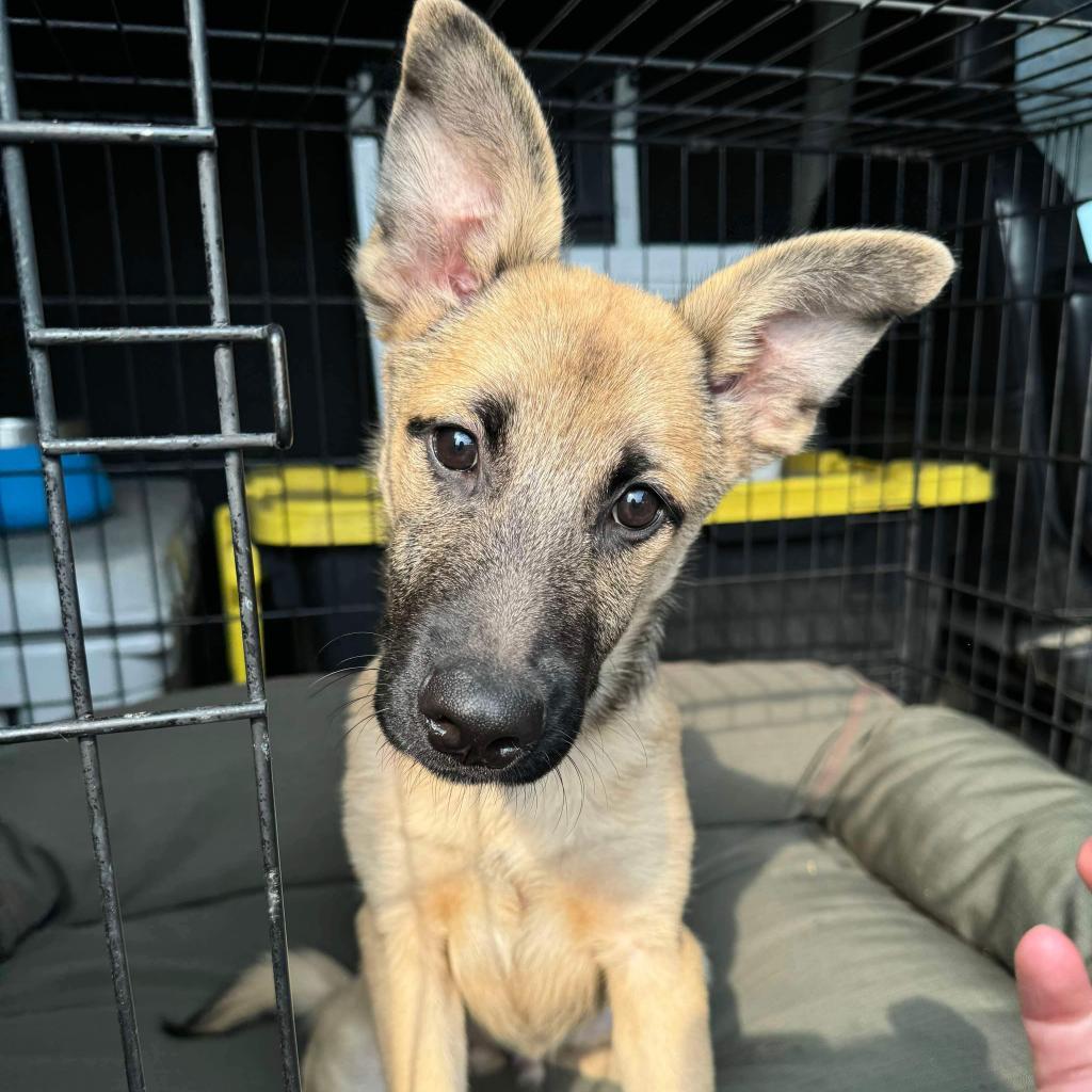 31544 Harlow, an adoptable Shepherd, Mixed Breed in Bend, OR, 97702 | Photo Image 5