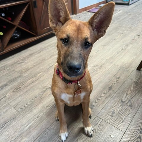 31536 Penny, an adoptable Shepherd, Mixed Breed in Bend, OR, 97702 | Photo Image 1