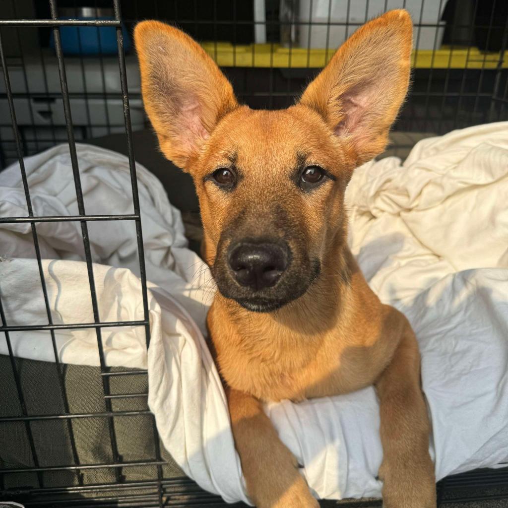 31536 Penny, an adoptable Shepherd, Mixed Breed in Bend, OR, 97702 | Photo Image 1