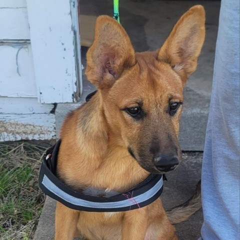 31536 Penny, an adoptable Shepherd, Mixed Breed in Bend, OR, 97702 | Photo Image 2