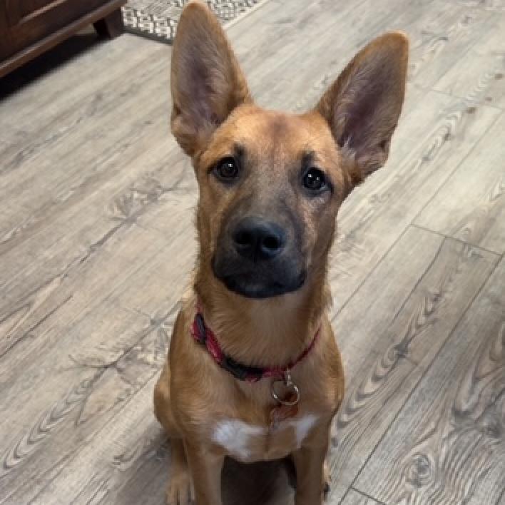 31536 Penny, an adoptable Shepherd, Mixed Breed in Bend, OR, 97702 | Photo Image 3