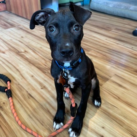 SugarSnap, an adoptable Labrador Retriever, Mixed Breed in Bend, OR, 97702 | Photo Image 1