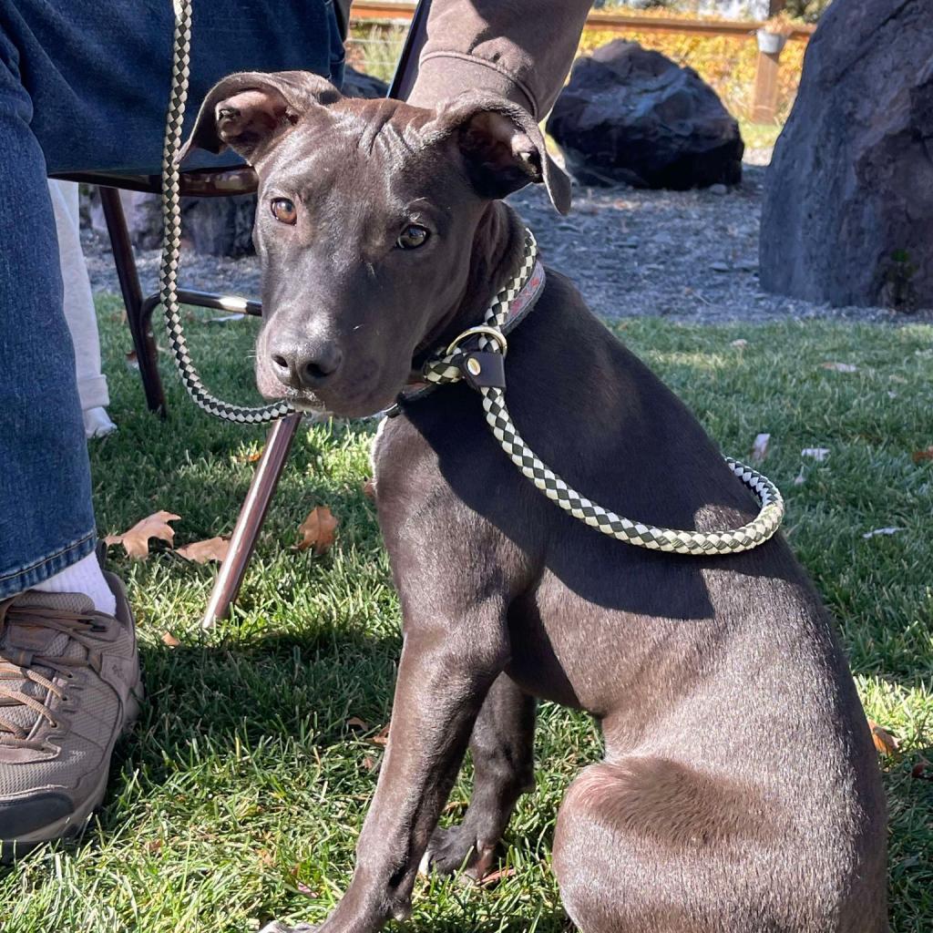 SugarSnap, an adoptable Labrador Retriever, Mixed Breed in Bend, OR, 97702 | Photo Image 1