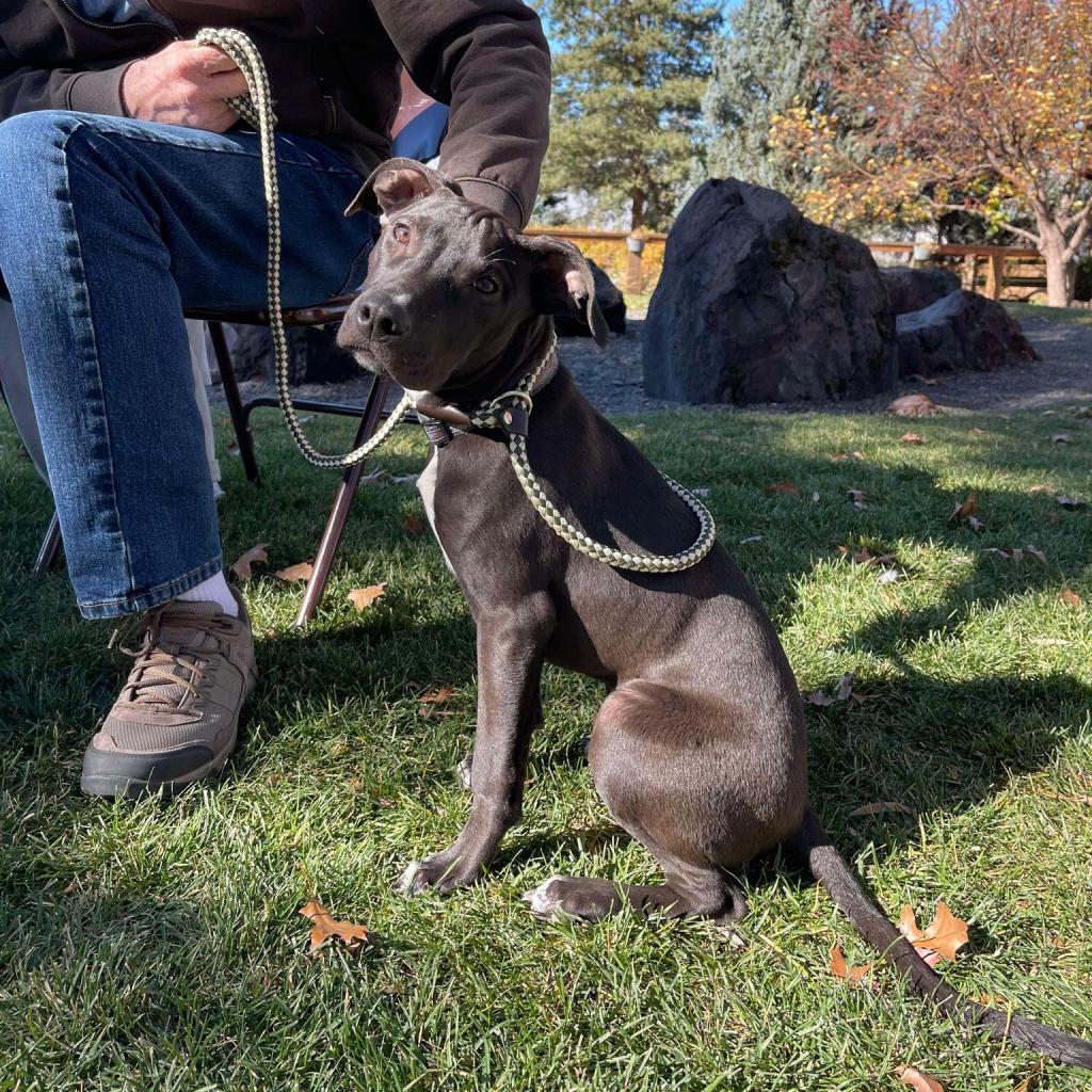 SugarSnap, an adoptable Labrador Retriever, Mixed Breed in Bend, OR, 97702 | Photo Image 2